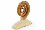 Early Devonian Ammonite (Anetoceras) - Tazarine, Morocco #300406-2